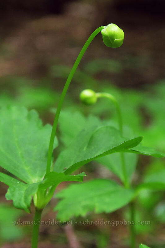 Columbia windflower, budding (Anemone deltoidea (Anemonastrum deltoideum)) [Rooster Rock Trail, Table Rock Wilderness, Clackamas County, Oregon]