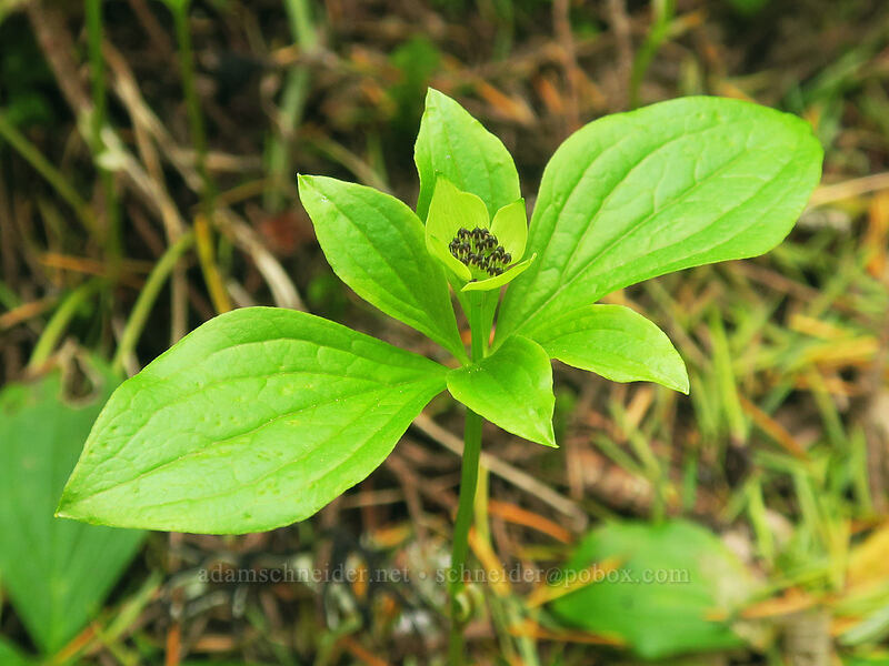bunchberry, budding (Cornus unalaschkensis (Cornus canadensis)) [Rooster Rock Trail, Table Rock Wilderness, Clackamas County, Oregon]