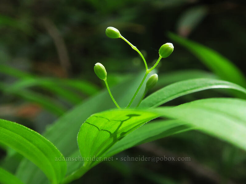 starry false solomon's-seal, budding (Maianthemum stellatum (Smilacina stellata)) [Rooster Rock Trail, Table Rock Wilderness, Clackamas County, Oregon]