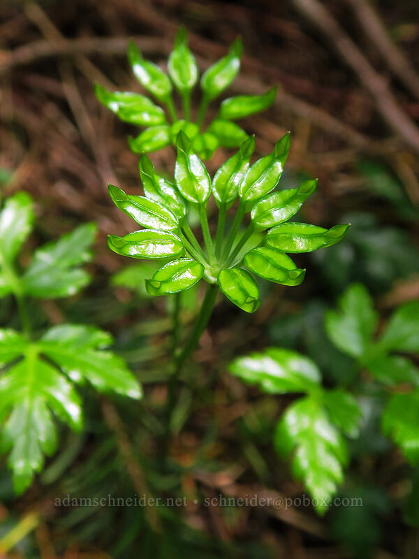 Oregon gold-threads, going to seed (Coptis laciniata) [Rooster Rock Trail, Table Rock Wilderness, Clackamas County, Oregon]