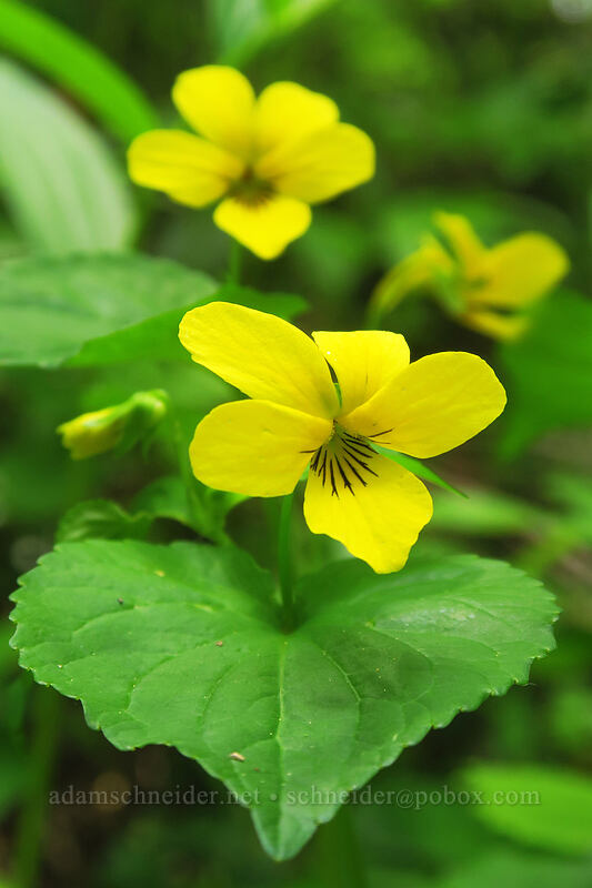 pioneer violets (Viola glabella) [Rooster Rock Trail, Table Rock Wilderness, Clackamas County, Oregon]