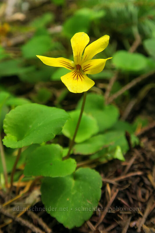evergreen violet (Viola sempervirens) [Rooster Rock Trail, Table Rock Wilderness, Clackamas County, Oregon]