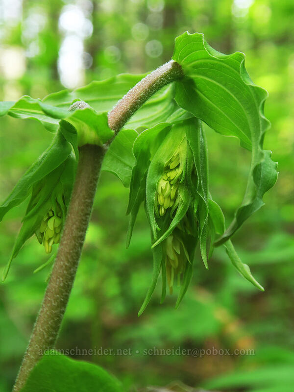 Hooker's fairy bells, budding (Prosartes hookeri (Disporum hookeri)) [Rooster Rock Trail, Table Rock Wilderness, Clackamas County, Oregon]