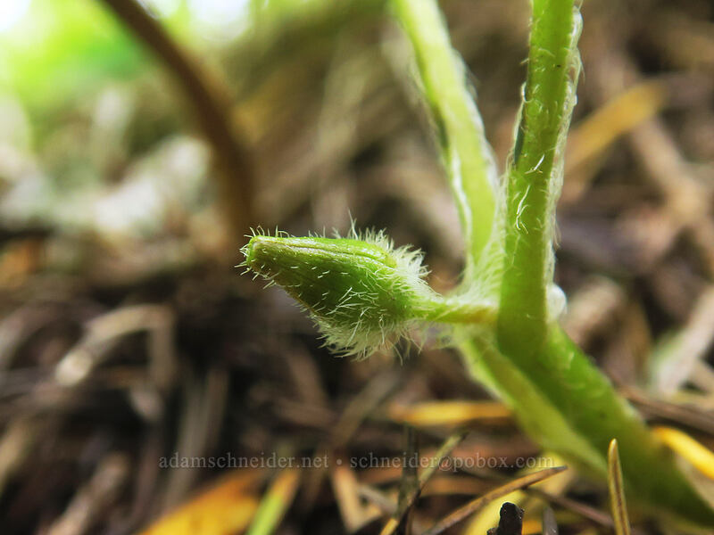 wild ginger, budding (Asarum caudatum) [Rooster Rock Trail, Table Rock Wilderness, Clackamas County, Oregon]
