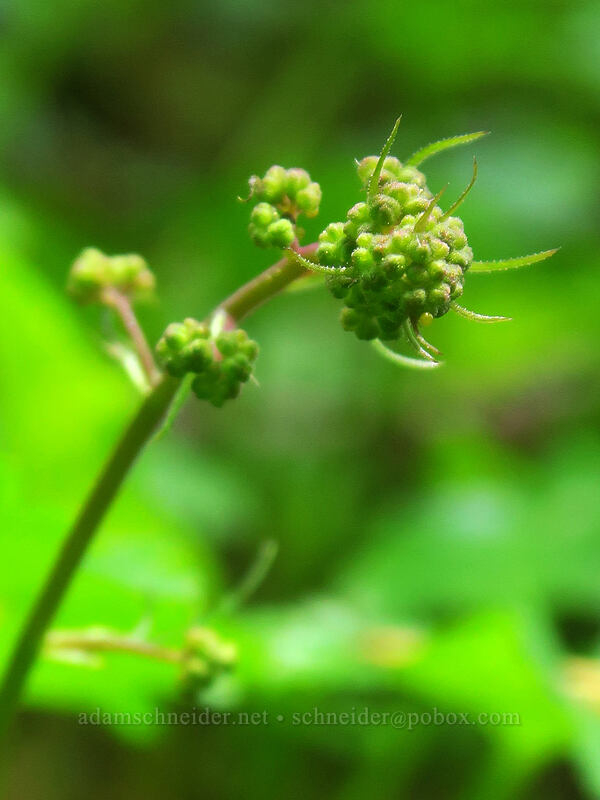 smooth alumroot, budding (Heuchera glabra) [Rooster Rock Trail, Table Rock Wilderness, Clackamas County, Oregon]