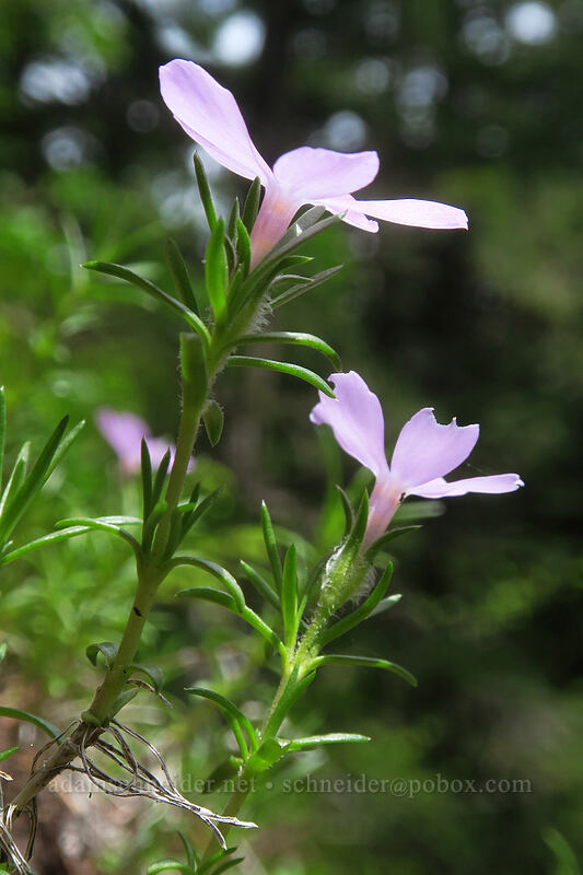 spreading phlox (Phlox diffusa) [Rooster Rock Trail, Table Rock Wilderness, Clackamas County, Oregon]