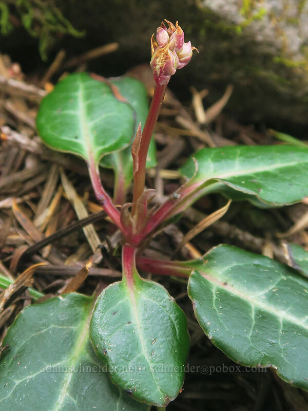 white-vein pyrola, budding (Pyrola picta) [Rooster Rock Trail, Table Rock Wilderness, Clackamas County, Oregon]