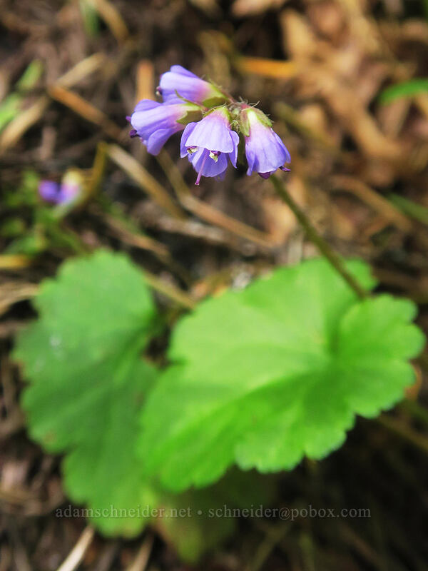 snow-queen (Synthyris reniformis (Veronica regina-nivalis)) [Rooster Rock Trail, Table Rock Wilderness, Clackamas County, Oregon]