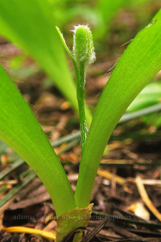 bead lily, budding (Clintonia uniflora) [Rooster Rock Trail, Table Rock Wilderness, Clackamas County, Oregon]