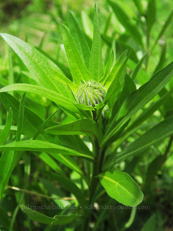 false sunflower, budding (Helianthella uniflora) [Rooster Rock Trail, Table Rock Wilderness, Clackamas County, Oregon]