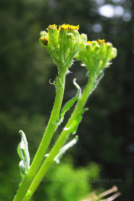 western groundsel (Senecio integerrimus) [Rooster Rock Trail, Table Rock Wilderness, Clackamas County, Oregon]