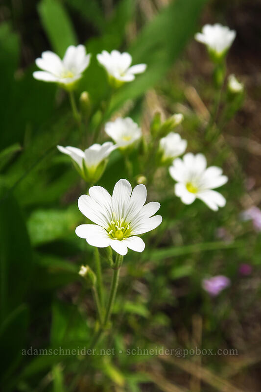 field chickweed (Cerastium arvense) [Rooster Rock Trail, Table Rock Wilderness, Clackamas County, Oregon]