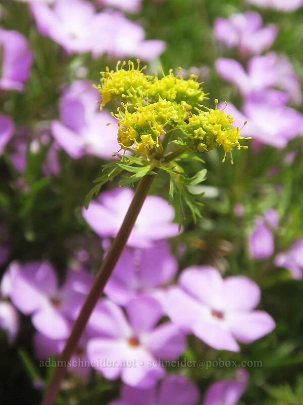 northern sanicle & spreading phlox (Sanicula graveolens, Phlox diffusa) [Rooster Rock Trail, Table Rock Wilderness, Clackamas County, Oregon]