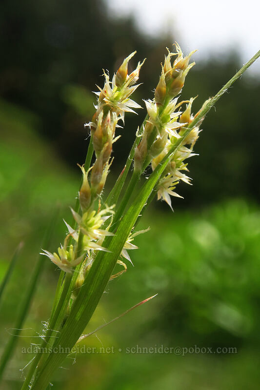 common wood-rush (Luzula multiflora) [Rooster Rock Trail, Table Rock Wilderness, Clackamas County, Oregon]