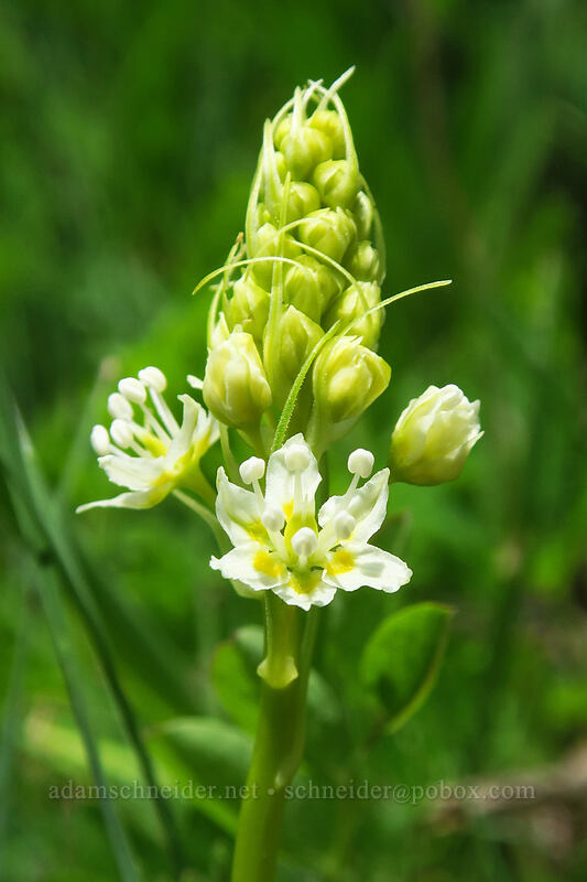 death-camas (Toxicoscordion venenosum (Zigadenus venenosus)) [Rooster Rock Trail, Table Rock Wilderness, Clackamas County, Oregon]