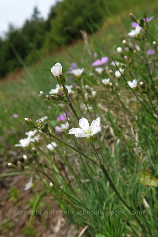 mountain sandwort (Eremogone capillaris (Arenaria capillaris)) [Rooster Rock Trail, Table Rock Wilderness, Clackamas County, Oregon]