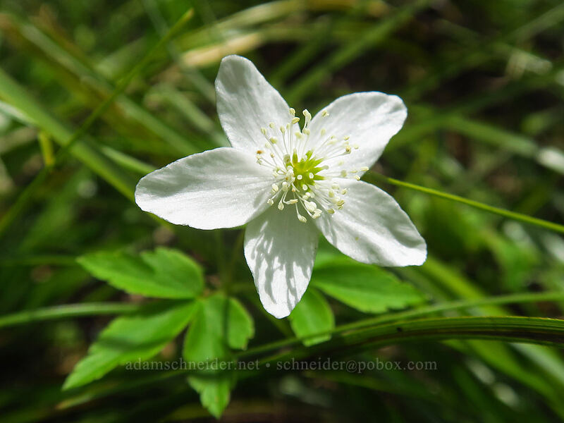 Oregon anemone (Anemone oregana (Anemonoides oregana)) [Rooster Rock Trail, Table Rock Wilderness, Clackamas County, Oregon]