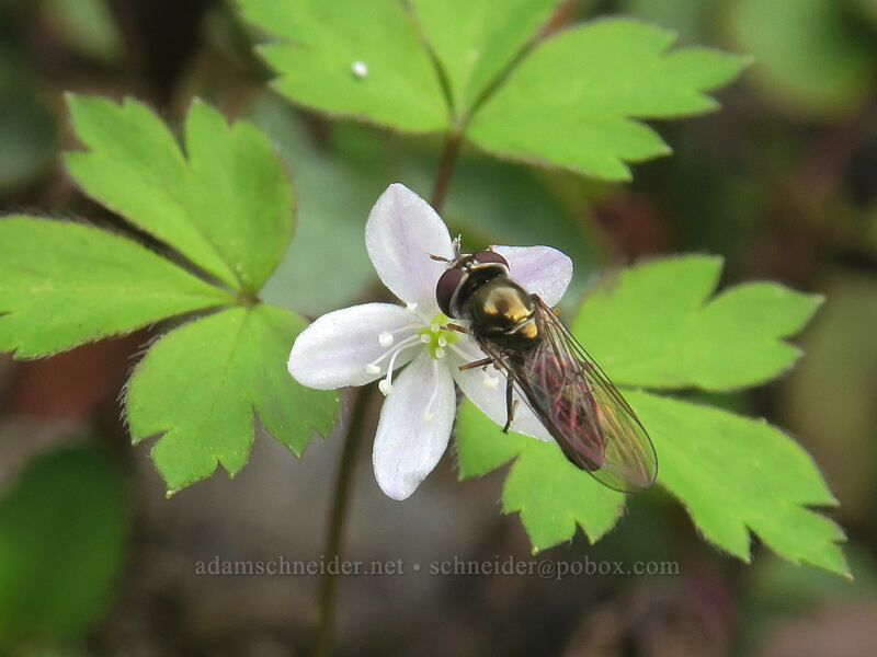 Lyall's anemone & a flower fly (Platycheirus sp., Anemone lyallii (Anemonoides grayi)) [Rooster Rock, Table Rock Wilderness, Clackamas County, Oregon]