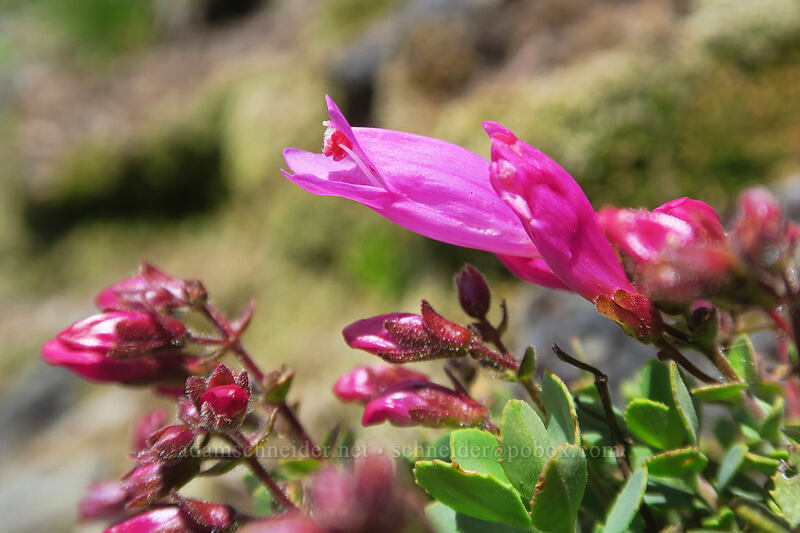 cliff penstemon (Penstemon rupicola) [Rooster Rock, Table Rock Wilderness, Clackamas County, Oregon]