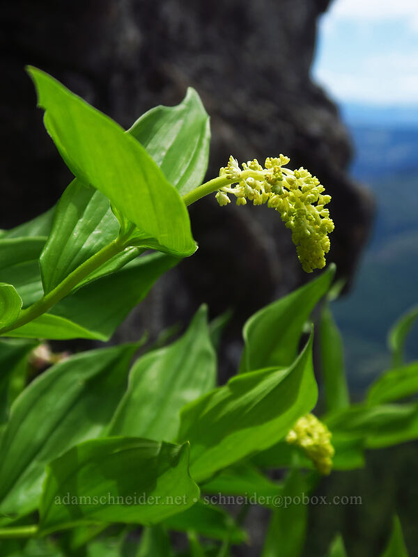 feathery false solomon's-seal (Maianthemum racemosum ssp. amplexicaule (Smilacina racemosa)) [Rooster Rock, Table Rock Wilderness, Clackamas County, Oregon]