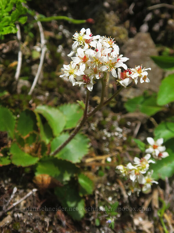 rusty-hair saxifrage (Micranthes rufidula (Saxifraga occidentalis ssp. rufidula)) [Rooster Rock, Table Rock Wilderness, Clackamas County, Oregon]
