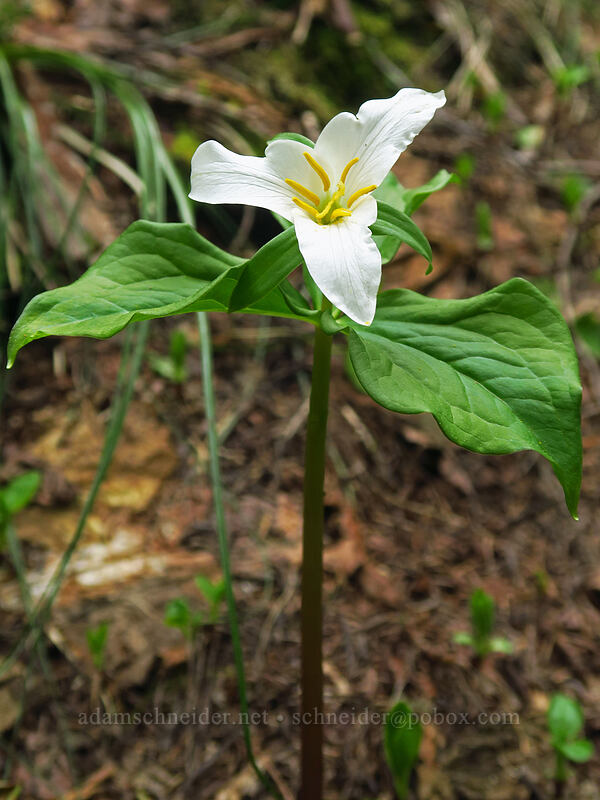 western trillium (Trillium ovatum) [Saddle Trail, Table Rock Wilderness, Clackamas County, Oregon]