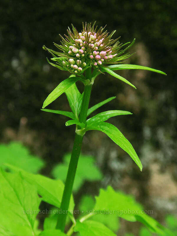 Sitka valerian, budding (Valeriana sitchensis) [Saddle Trail, Table Rock Wilderness, Clackamas County, Oregon]