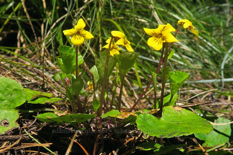 round-leaf violets (Viola orbiculata) [Saddle Trail, Table Rock Wilderness, Clackamas County, Oregon]