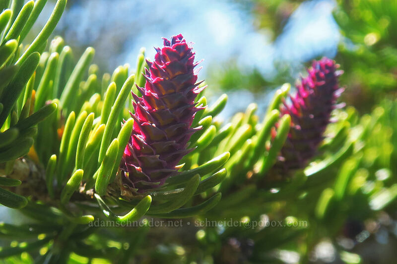 western hemlock female cones (Tsuga mertensiana) [Table Rock, Table Rock Wilderness, Clackamas County, Oregon]