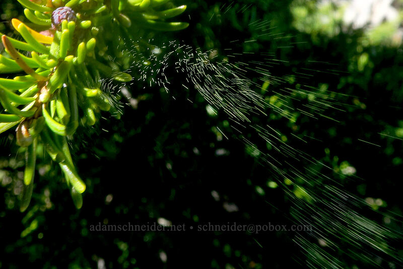 hemlock pollen (Tsuga mertensiana) [Table Rock, Table Rock Wilderness, Clackamas County, Oregon]