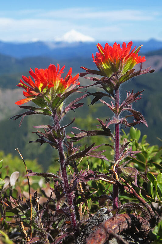 harsh paintbrush (Castilleja hispida) [Table Rock Trail, Table Rock Wilderness, Clackamas County, Oregon]