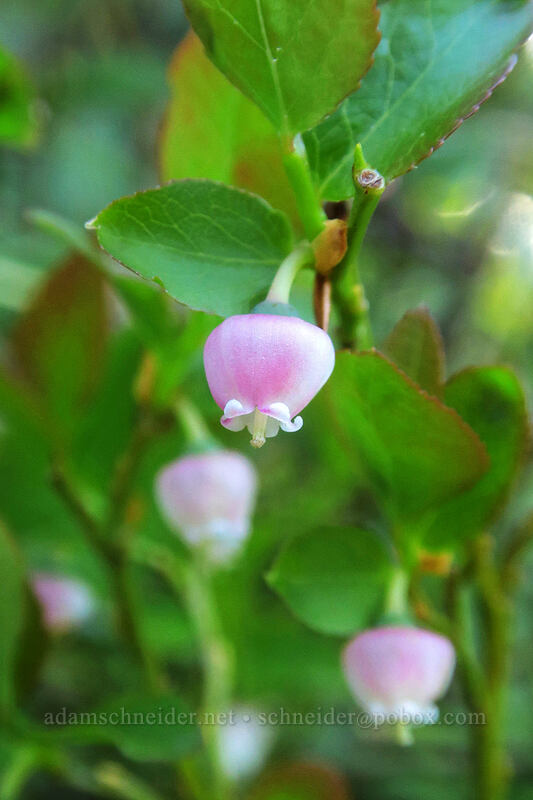 grouse whortleberry flowers (Vaccinium scoparium) [Saddle Trail, Table Rock Wilderness, Clackamas County, Oregon]