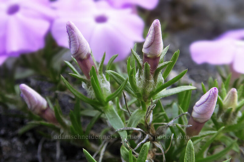spreading phlox, budding (Phlox diffusa) [Saddle Trail, Table Rock Wilderness, Clackamas County, Oregon]