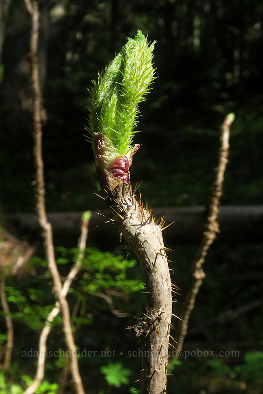 devil's club (Oplopanax horridus) [Saddle Trail, Table Rock Wilderness, Clackamas County, Oregon]