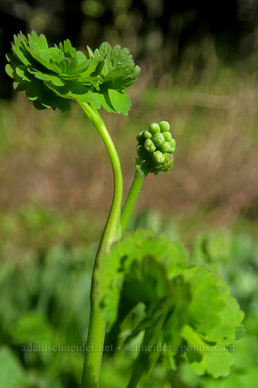 western meadow-rue, budding (Thalictrum occidentale) [Saddle Trail, Table Rock Wilderness, Clackamas County, Oregon]