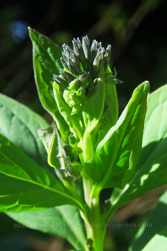 bluebells, budding (Mertensia sp.) [Saddle Trail, Table Rock Wilderness, Clackamas County, Oregon]