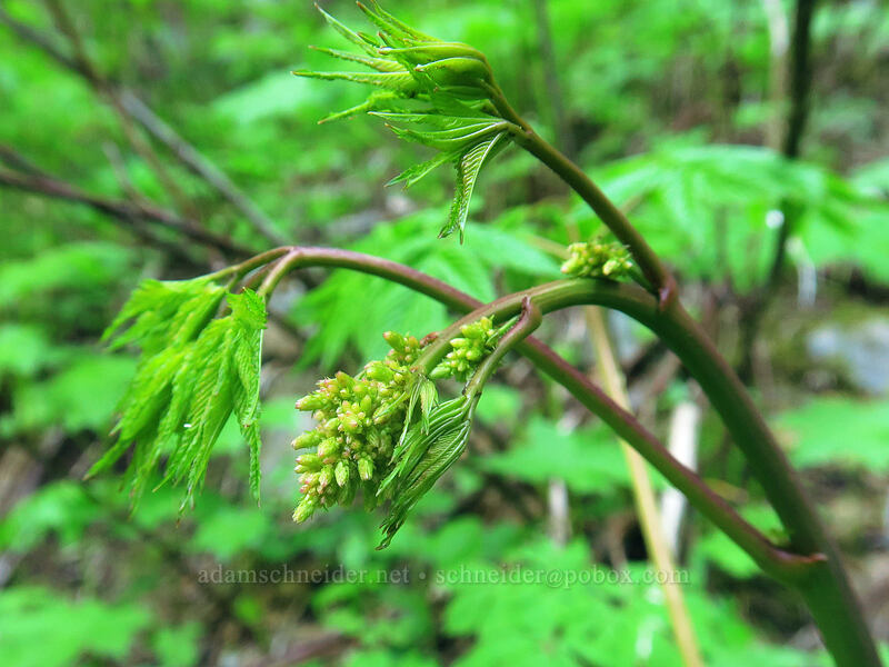 goat's-beard, budding (Aruncus dioicus (Aruncus sylvester)) [Saddle Trail, Table Rock Wilderness, Clackamas County, Oregon]
