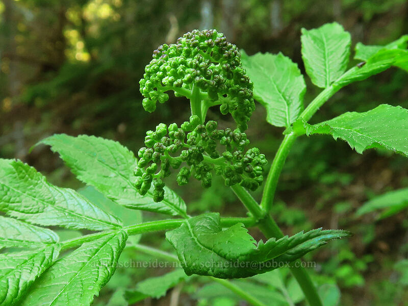 elderberries, budding (Sambucus racemosa) [Saddle Trail, Table Rock Wilderness, Clackamas County, Oregon]