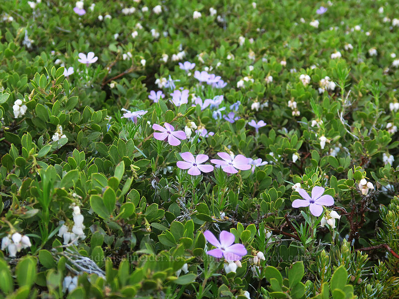 spreading phlox & pine-mat manzanita (Phlox diffusa, Arctostaphylos nevadensis) [Chicken Rock Trail, Table Rock Wilderness, Clackamas County, Oregon]