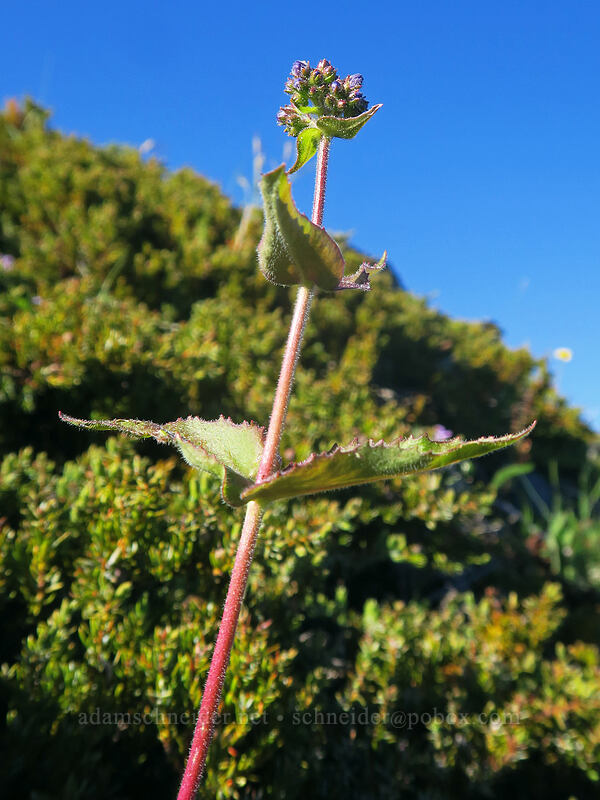 Cascade penstemon, budding (Penstemon serrulatus) [Chicken Rock Trail, Table Rock Wilderness, Clackamas County, Oregon]