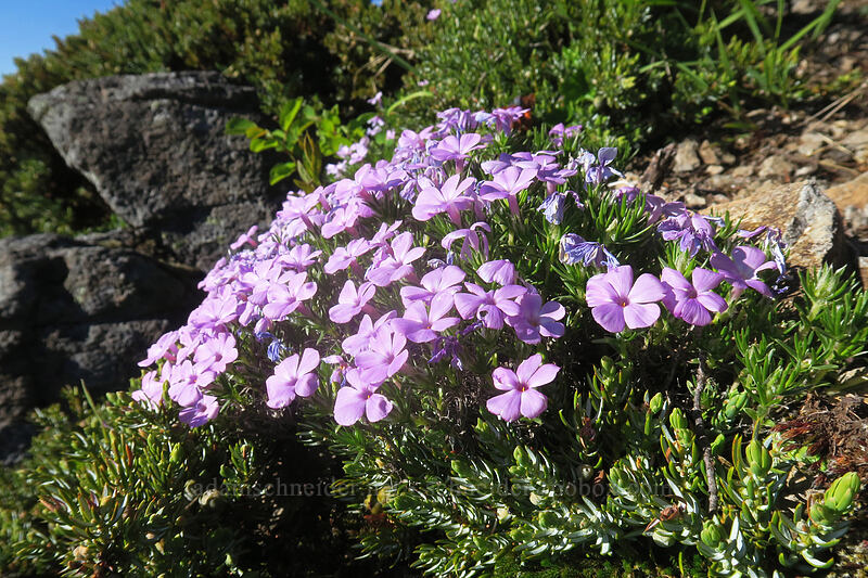 spreading phlox & common juniper (Phlox diffusa, Juniperus communis) [Chicken Rock, Table Rock Wilderness, Clackamas County, Oregon]