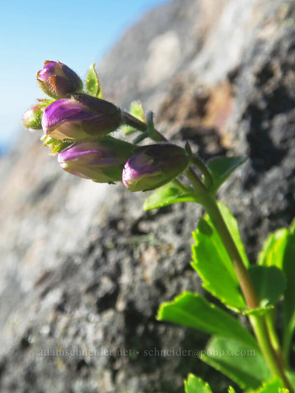 Cardwell's penstemon, budding (Penstemon cardwellii) [Chicken Rock, Table Rock Wilderness, Clackamas County, Oregon]
