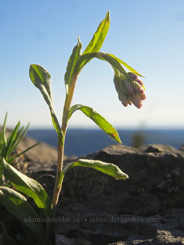 rosy pussy-toes, budding (Antennaria rosea) [Chicken Rock Trail, Table Rock Wilderness, Clackamas County, Oregon]