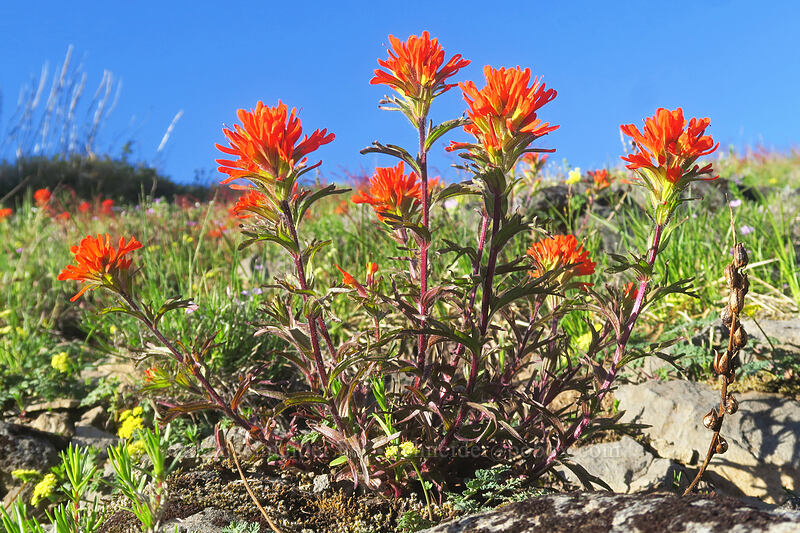 harsh paintbrush (Castilleja hispida) [Rooster Rock Trail, Table Rock Wilderness, Clackamas County, Oregon]