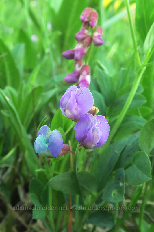Sierra pea-vine (Lathyrus nevadensis) [Rooster Rock Trail, Table Rock Wilderness, Clackamas County, Oregon]