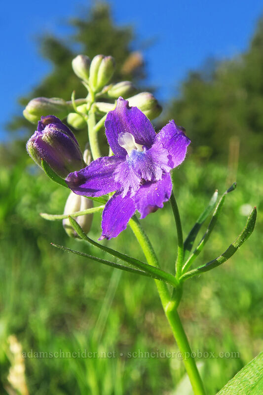Menzies' larkspur (Delphinium menziesii) [Rooster Rock Trail, Table Rock Wilderness, Clackamas County, Oregon]