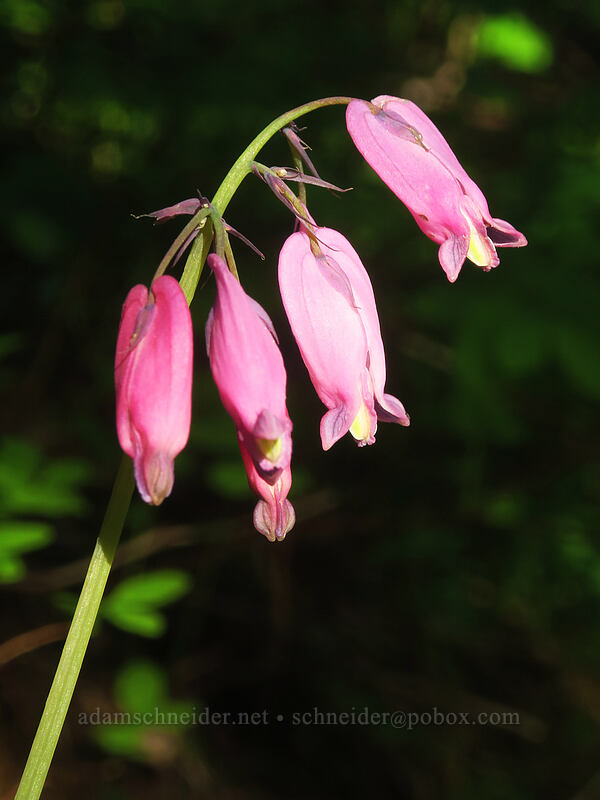 western bleeding hearts (Dicentra formosa) [Rooster Rock Trail, Table Rock Wilderness, Clackamas County, Oregon]