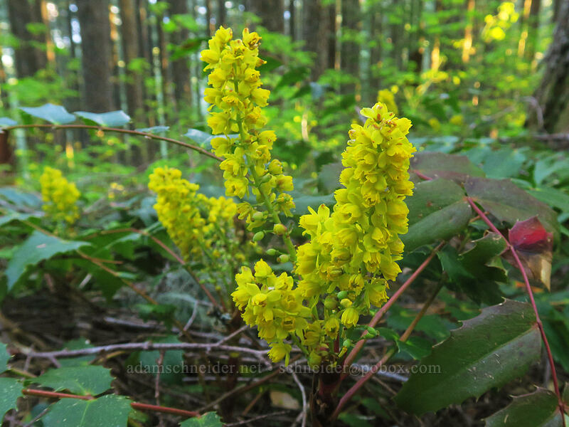 Cascade Oregon-grape (Mahonia nervosa (Berberis nervosa)) [Rooster Rock Trail, Table Rock Wilderness, Clackamas County, Oregon]