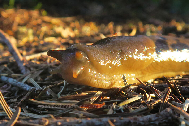 banana slug (Ariolimax columbianus) [Rooster Rock Trail, Table Rock Wilderness, Clackamas County, Oregon]