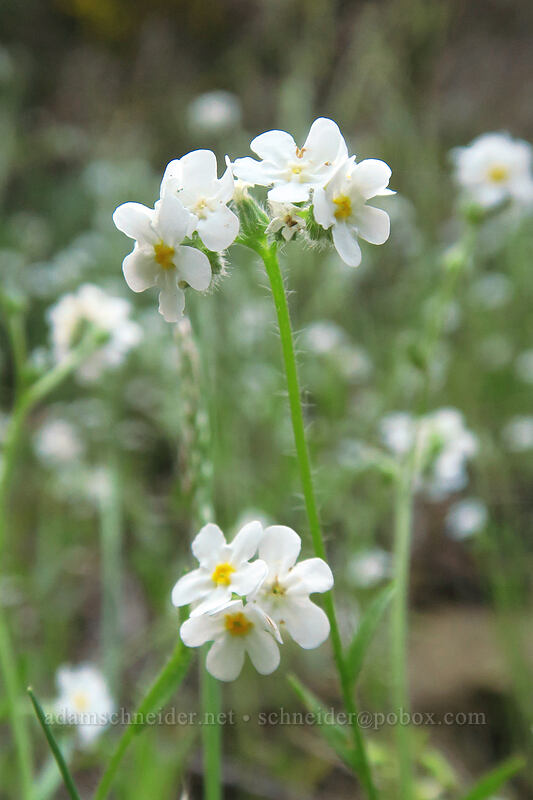 common cryptantha (Cryptantha intermedia) [Rooster Rock Road, Molalla River Recreation Area, Clackamas County, Oregon]
